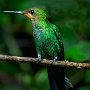 Costa Rica Emerald Hummingbird