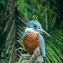 Costa Rica Kingfisher