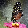 USA Butterfly on flower