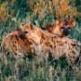 Tanzania.Serengetti Hyenas at sunset