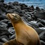 Galapagos Ecuador Sea Lion on rocks