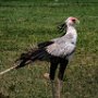 Tanzania.Serengetti Secretary Bird