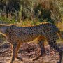 Tanzania.Serengetti Cheetah female