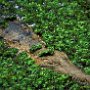 Australia Salt Water Crocodile