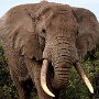 Tanzania.Sinya Male elephant mock charge