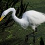 USA Wakadohatchee  preserve FloridaGreat white Egret hunting