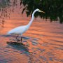 USA Wakadohatchee Florida Great white egret at sunset