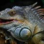 Argentina Iguazu Falls Zoo iguana