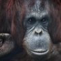 USA Tampa Zoo Orangutang