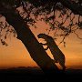 Tanzania.Serengetti Leopard climbing tree at sunset