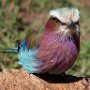 Tanzania.Serengetti Lilac breasted rolle