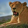 Tanzania Ngorongoro crater Lioness on crest