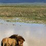 Tanzania Ngorongoro crater Lions after mating at water hole