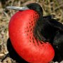 Galapagos Ecuador Male Frigate bird mating pouch inflated<br />