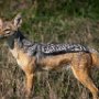 Tanzania.Serengetti Black backed jackel