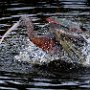 USA Wakadohatchee Florida Glossy Ibis