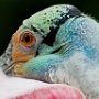 USA Tampa Zoo Roseate Spoonbill<br />