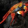 Galapagos Ecuador Sally Lightfoot Crab