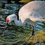 USA Tampa Zoo Sandhill crane