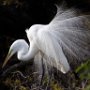 USA St Augustine Florida Alligator Farm Snowy Egret