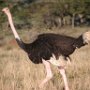 Tanzania.Serengetti Male Ostrich