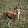 Tanzania.Serengetti Tomsons Gazelle