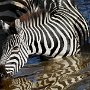 Tanzania.Serengetti Zebra at water hole