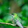 Costa Rica Emerald Humming Bird