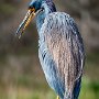 USA Green Cay Florida Tri Colored Heron