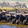 Tanzania Serengetti wildeebeast and  zebra at water hole