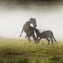 Tanzania.Serengetti Battling Zebras