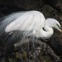 USA St Augustine Florida Alligator Farm Great white egret