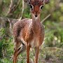 Tanzania Ngoronoro Crater Dik Dik