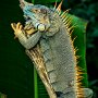 Costa Rica Male Land Iguana