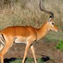 Tanzania Serengetti Impala