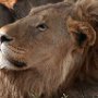 Tanzania Tarangire NP  male lion