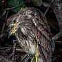 USA Wakadohatchee Florida Crowned Night Heron