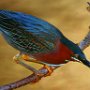 USA Green Cay Florida Green Heron