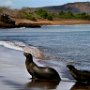 Galapagos Ecuador sea lion on beach