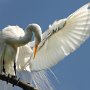 USA Tampa Zoo Snowy Egret