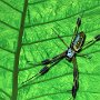 Costa Rica Golden Orb Spider Female