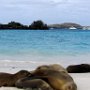 Galapagos Ecuador Sea Lions on beach