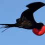 Galapagos Ecuador Male Frigate Bird  in flight with mating pouch