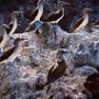 Galapagos Ecuador Blue Footed Boobies on rocks