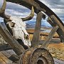 Sheep head on wagon wheel, Patagonia Chile