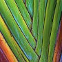 Abstract Fan Palm, Cabo San Lucas Mexico