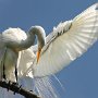 Snowy Egret, Tampa FL