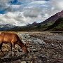 Elk - Alaska