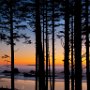 Oregon beach through the trees at sunset