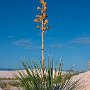 Yucca White Sands NM